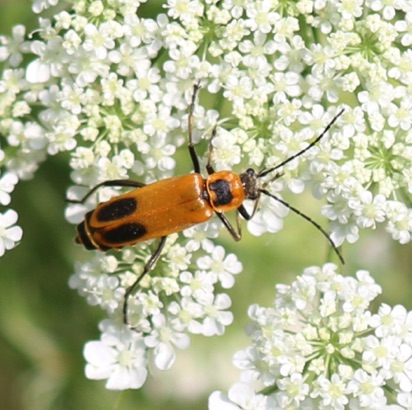 Pennsylvania Leathering
Chauliognathus marginatus